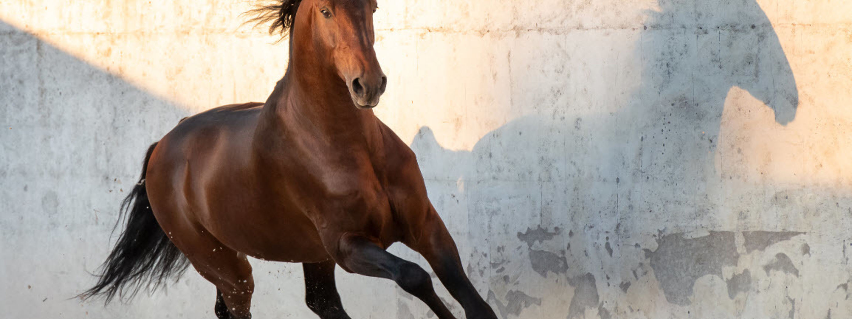 Natuurlijke paardenvoeding