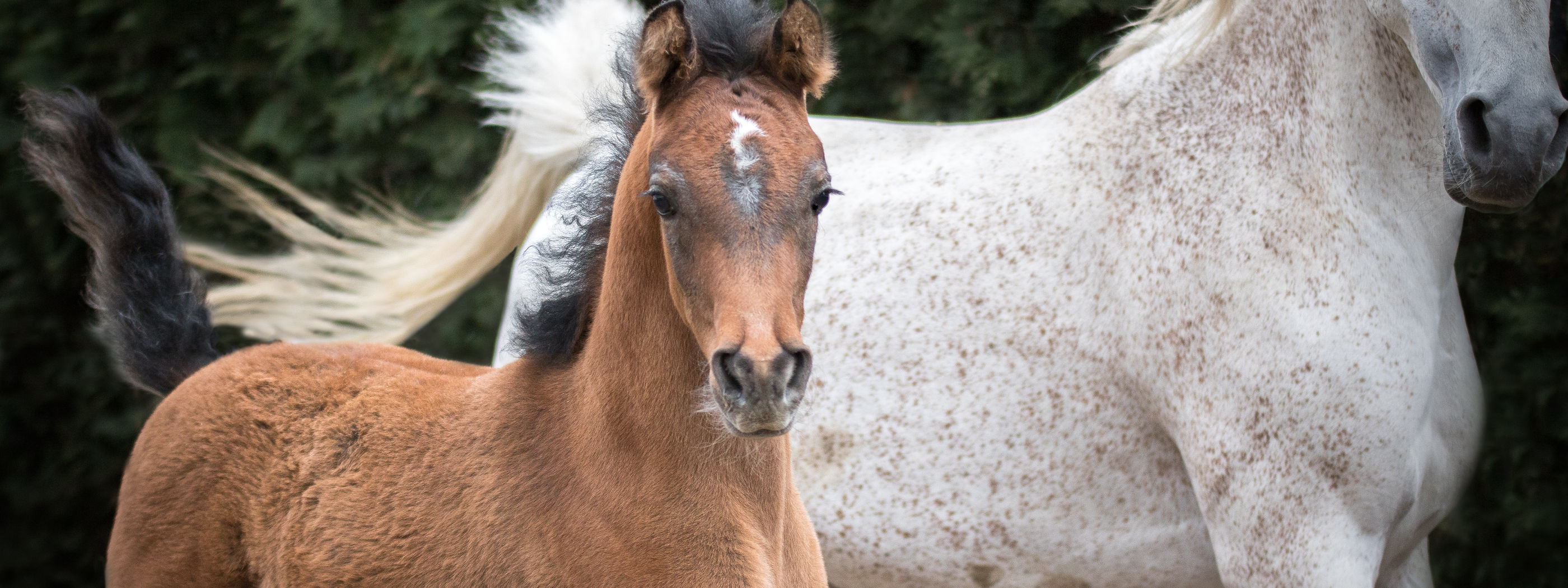 Advies op maat van uw paard