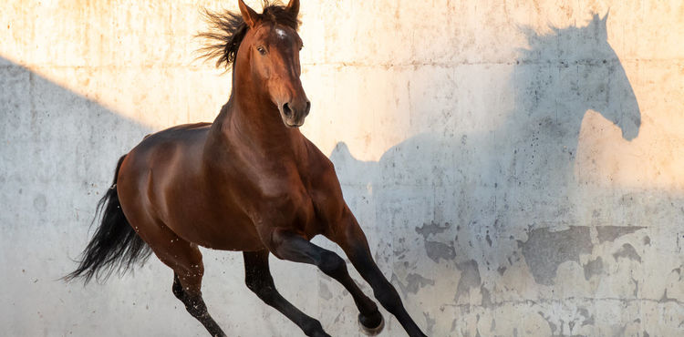 Natuurlijke paardenvoeding