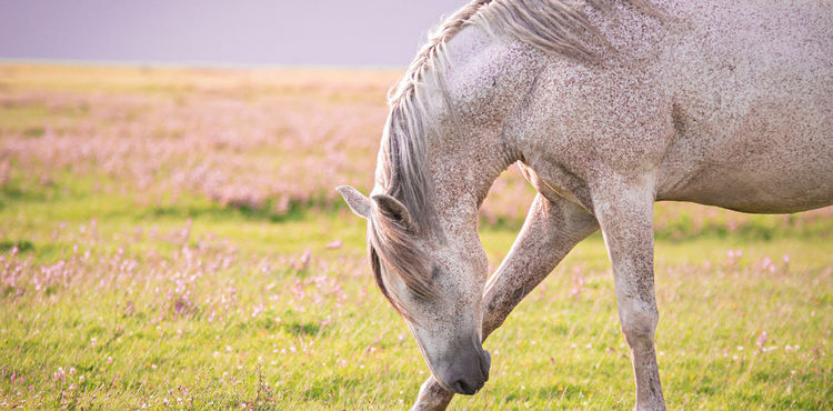 Paard en mens