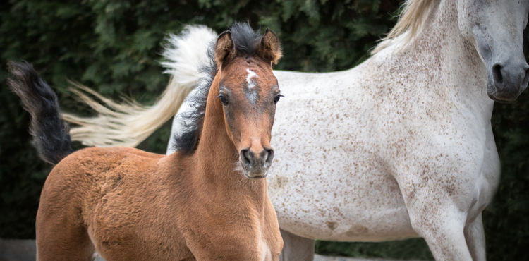 Advies op maat van uw paard