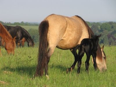 Ferme des Jolies Allures