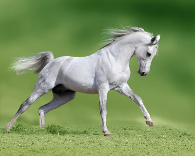 Paard en Voer
